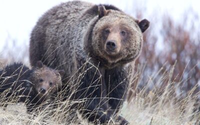 Alliance for the Wild Rockies Challenges Cabinet-Yaak Grizzly Bear Habitat Destruction
