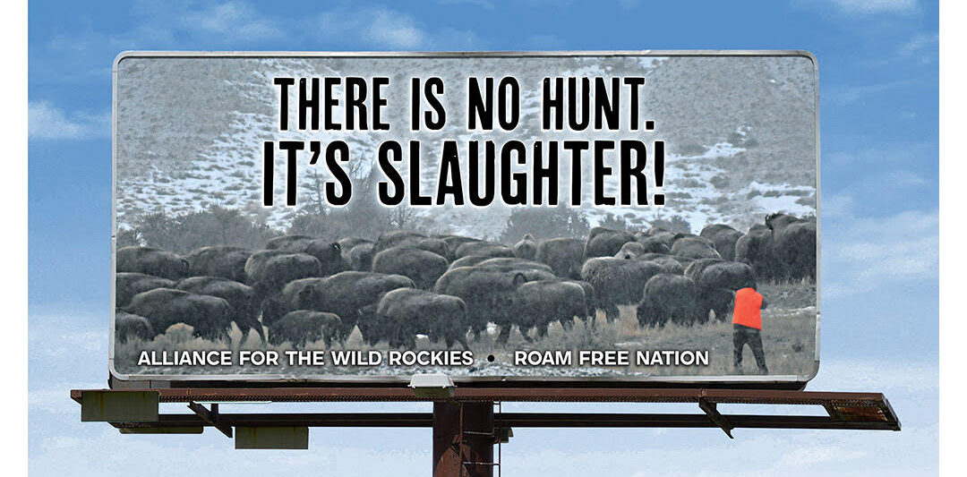 President Biden and Interior Secretary Haaland must stop Yellowstone buffalo slaughter