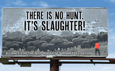 President Biden and Interior Secretary Haaland must stop Yellowstone buffalo slaughter