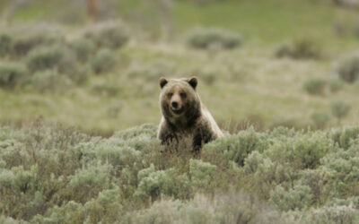AWR and Allies Win Lawsuit Over Grazing Project That Would Kill 72 Yellowstone Grizzly Bears