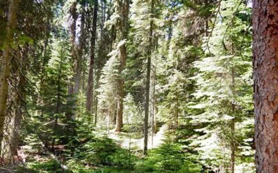 Older forests on the Kootenai National Forest are nature’s best climate solution