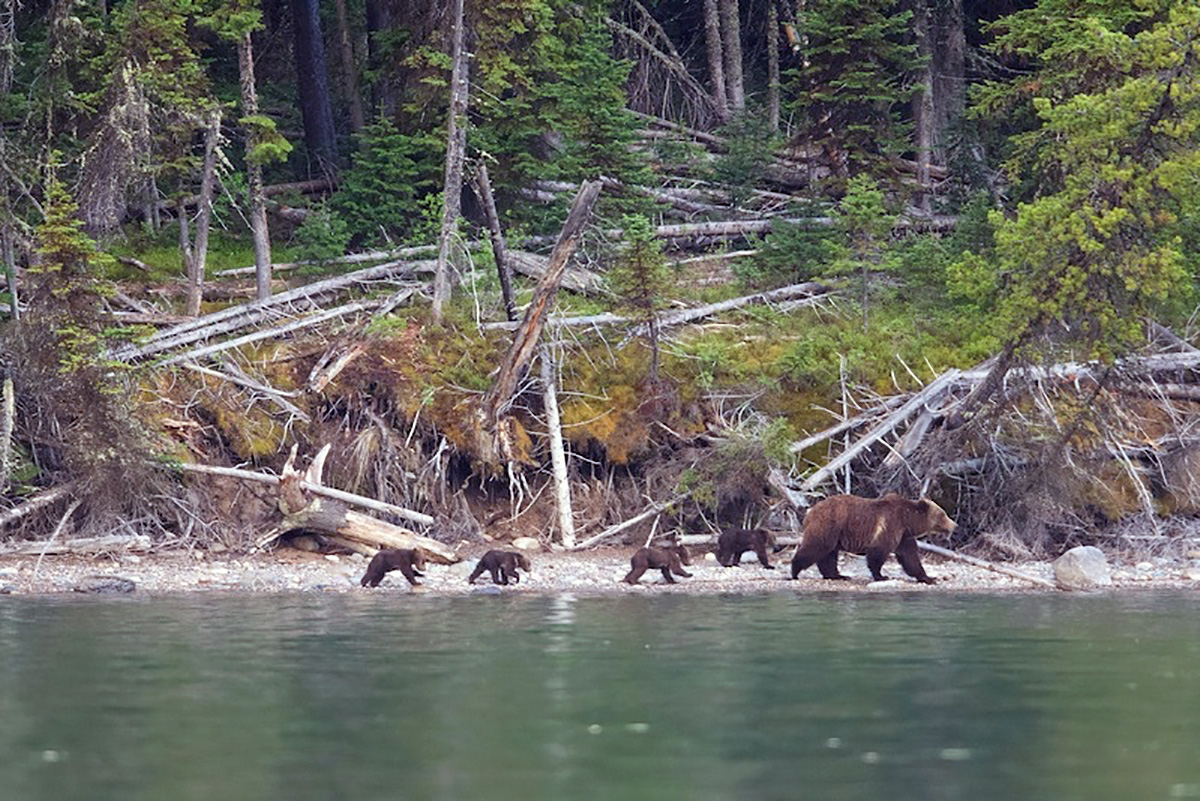 Northern Rockies Ecosystem Protection Act: Last Best Chance for the ...