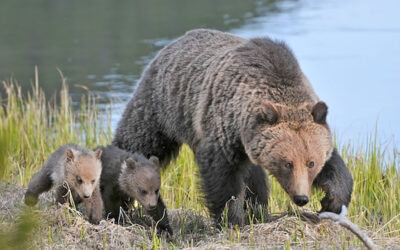 Federal Court Halts Illegal Logging to Save Endangered Grizzly Bears in NW Montana