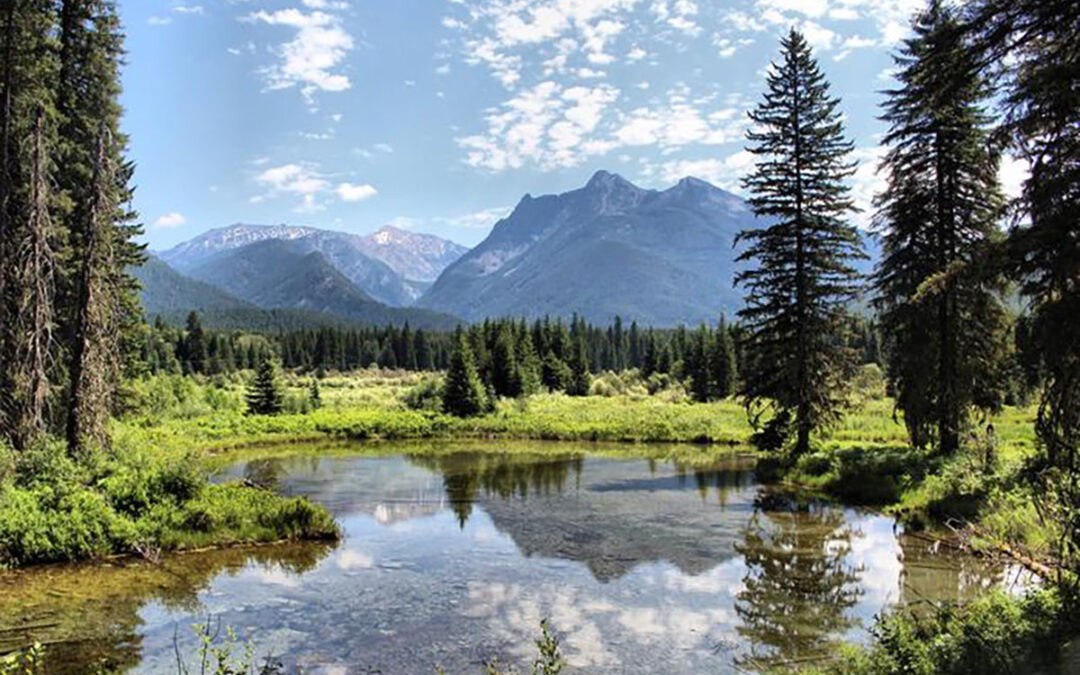 Alliance for the Wild Rockies stops Cabinet-Yaak grizzly bear habitat destruction