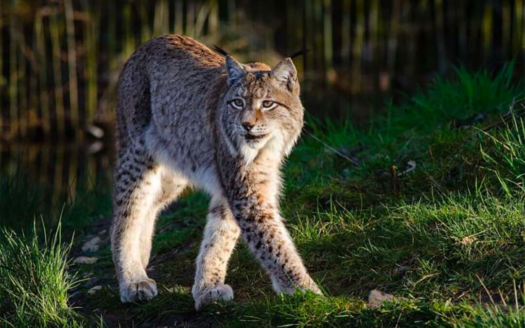Alliance Stops Massive Logging Project in Lynx and Grizzly Habitat