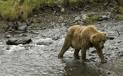 Great News! The Feds Must Proceed with Grizzly Bear Recovery in the Bitterroot Mountains Wilderness