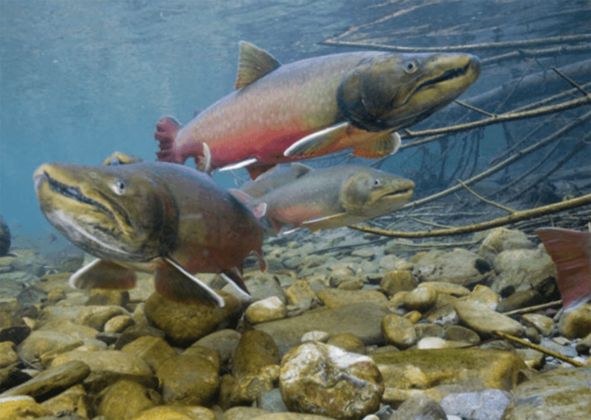 Taking on the Forest Service in Federal Court Alliance For The Wild