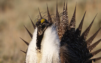 Sage Grouse “collaborative conservation effort” an on-going disaster