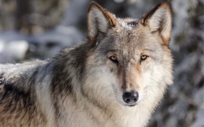 Alliance Files Lawsuit to Restore Endangered Species Act Protections for Wolves