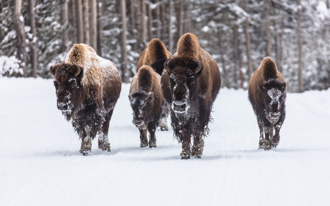 Why the Alliance Is Suing Yellowstone National Park over Its Bison Management Plan