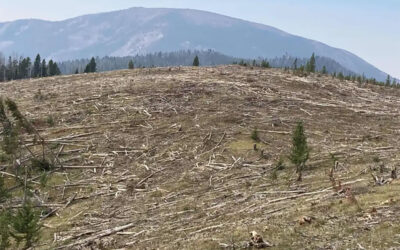 The Forest Service Loses Billions Subsidizing Logging