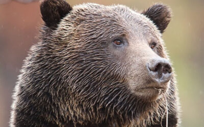 The Alliance wins Ninth Circuit victory to protect imperiled Cabinet-Yaak grizzly bears in Montana