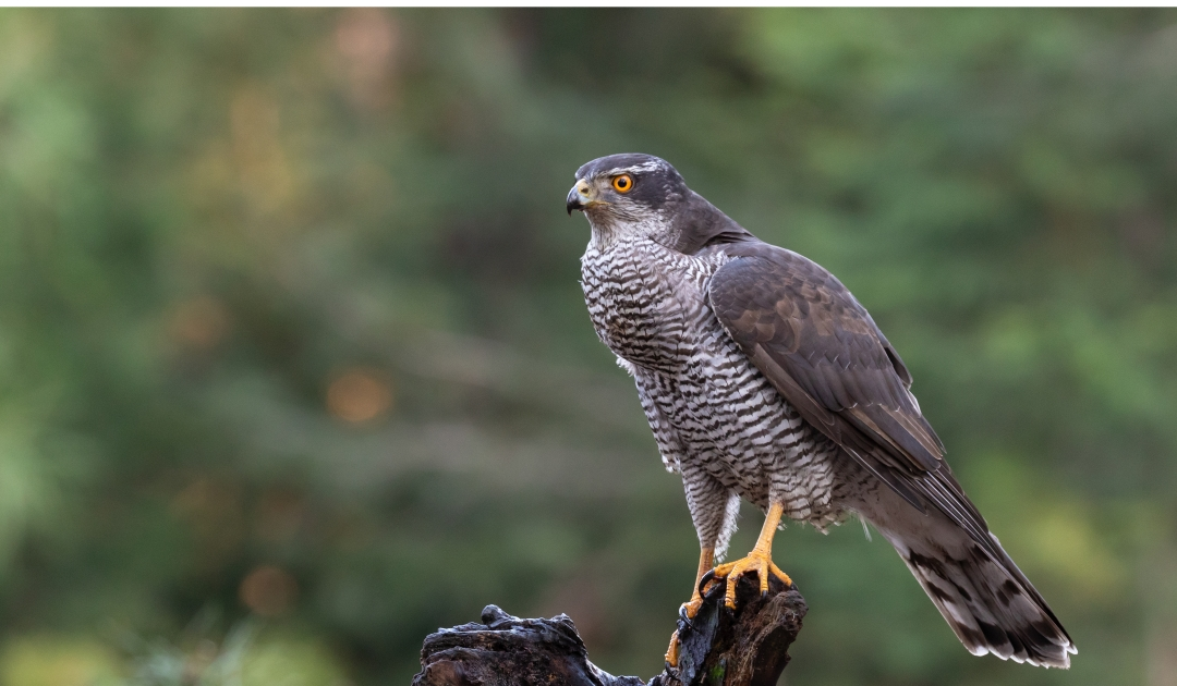 Conservation Groups File Lawsuit to Protect Elk Habitat, Wildlife Corridors and Old Growth Forests in Montana