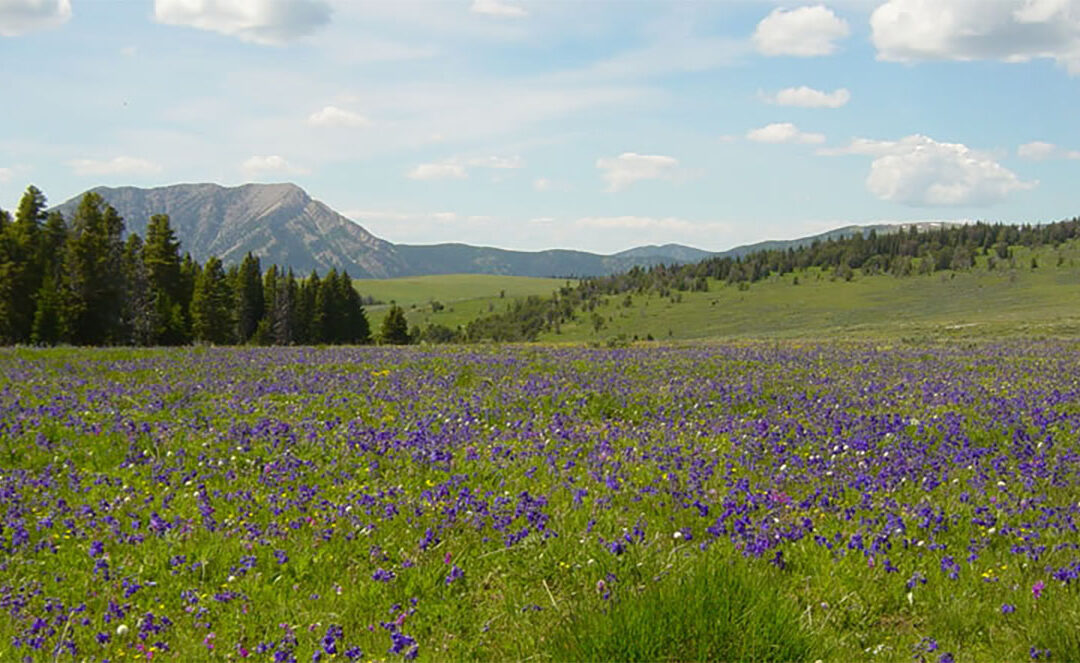 Government Cancels Illegal Logging Project near Yellowstone after Alliance Sues
