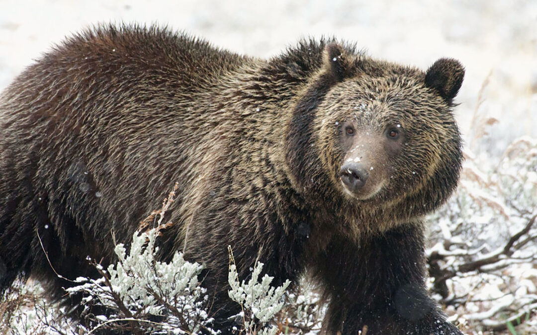 Federal Magistrate: Forest Service Failed Grizzlies in Paradise Valley Grazing