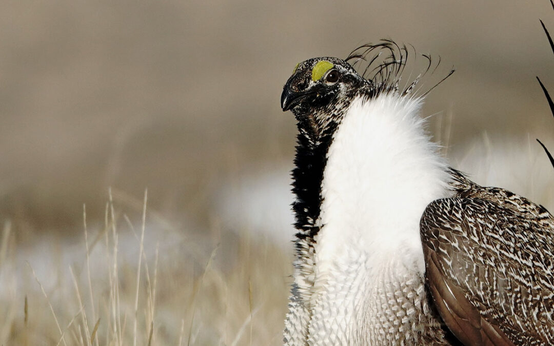Government burning of public lands is harming humans and killing millions of birds