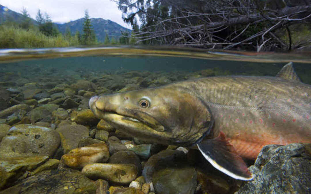 Alliance for the Wild Rockies files lawsuit to prevent dewatering bull trout critical habitat in the Clark Fork River