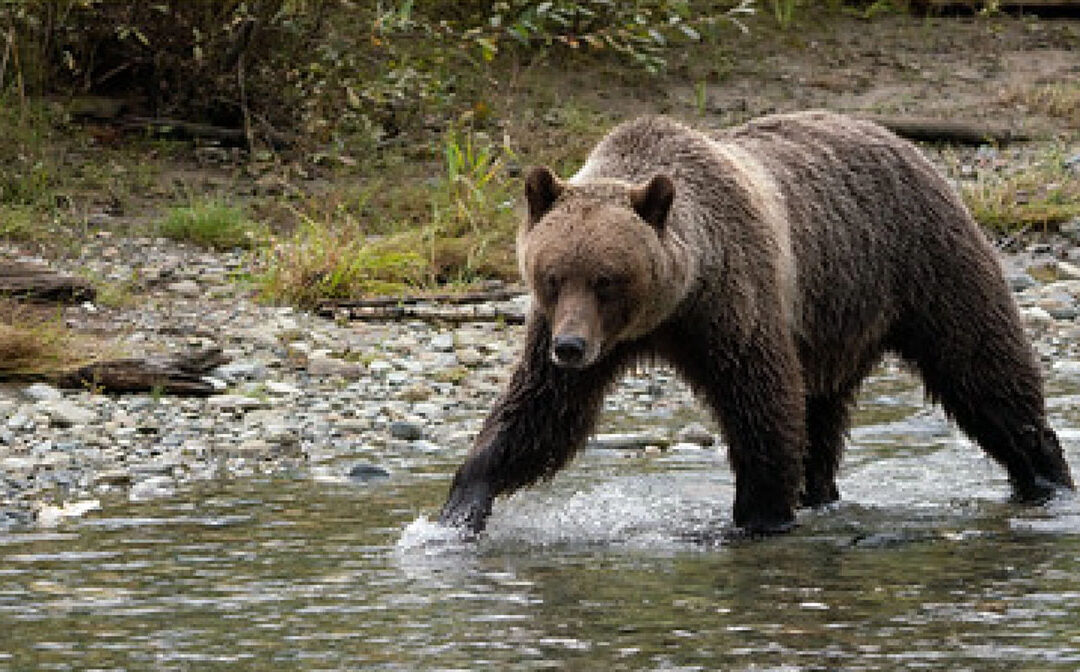 Alliance Sues Forest Service and U.S. Fish and Wildlife Service to stop another massive clearcutting project west of Whitefish, Montana