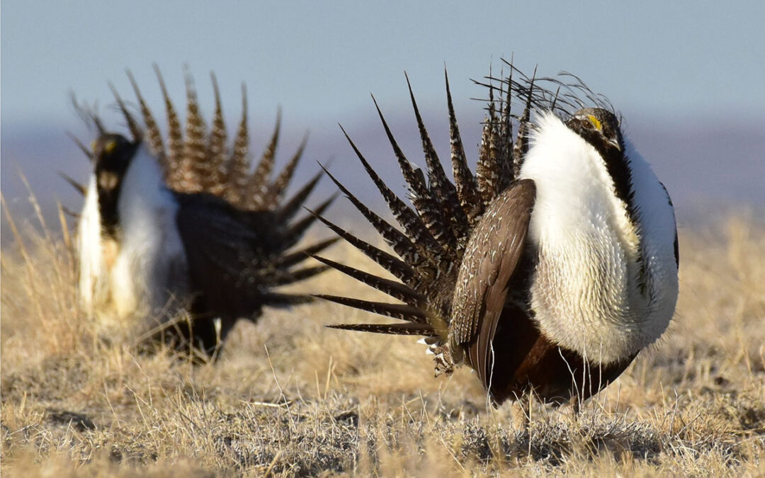 A new gas pipeline will destroy dwindling Sage Grouse Habitat — but you can help stop it