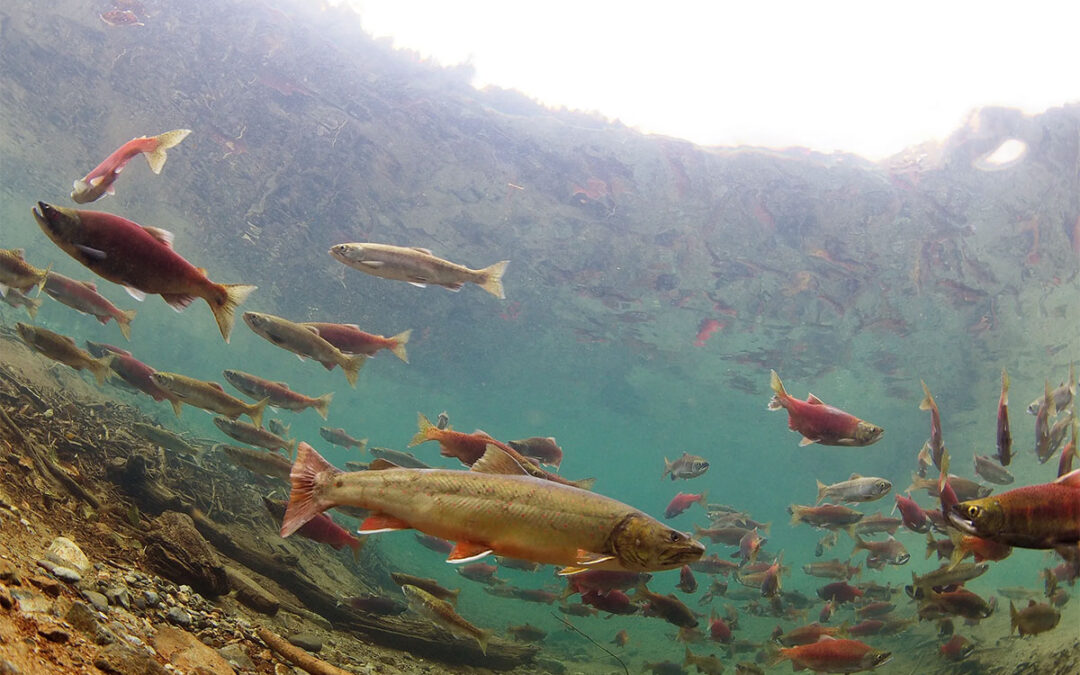 Alliance for the Wild Rockies files lawsuit to stop massive clearcutting project in bull trout critical habitat watershed