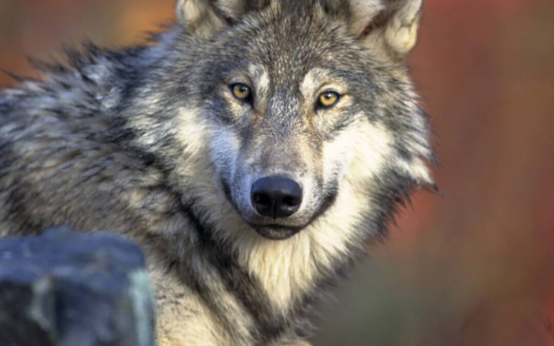 Wolves can’t go to court, so we went for them and won