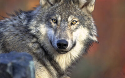 Wolves can’t go to court, so we went for them and won