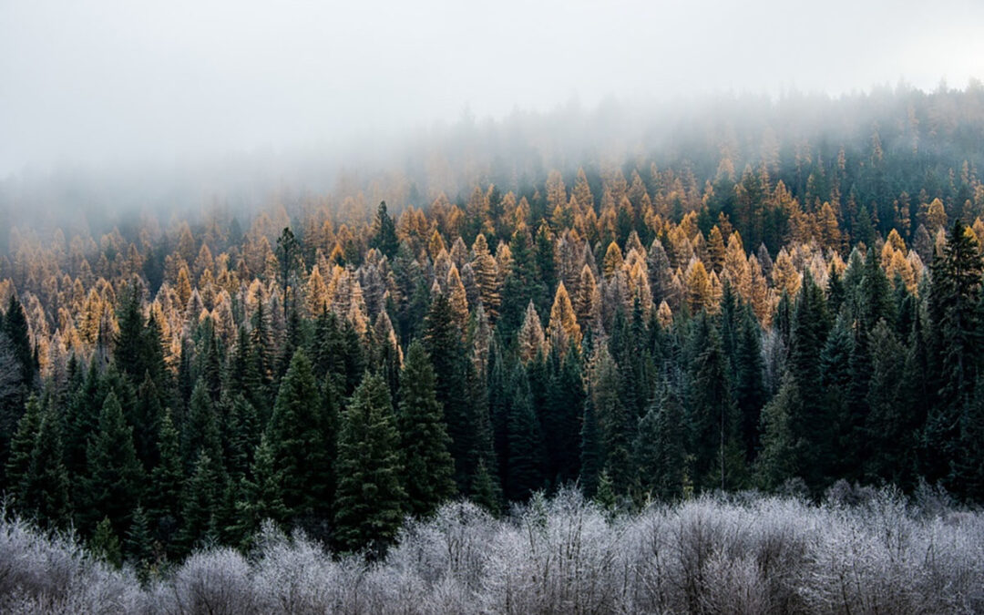 Alliance for the Wild Rockies Stops the Chop in the Colville National Forest