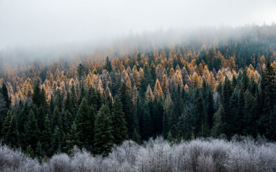 Alliance for the Wild Rockies Stops the Chop in the Colville National Forest