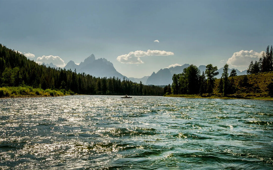 Alliance Court Victory Protects Grizzly Bears From Expanded Cattle Grazing in Paradise Valley