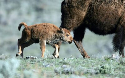 Elk, not wild bison, have transmitted brucellosis to Montana cattle in every case