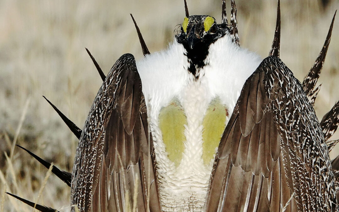 Alliance Sues the BLM to Stop Destruction of Critical Sage Grouse Habitat