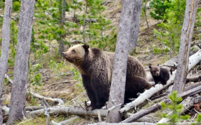 Lawsuits protect grizzly bears in NW Montana