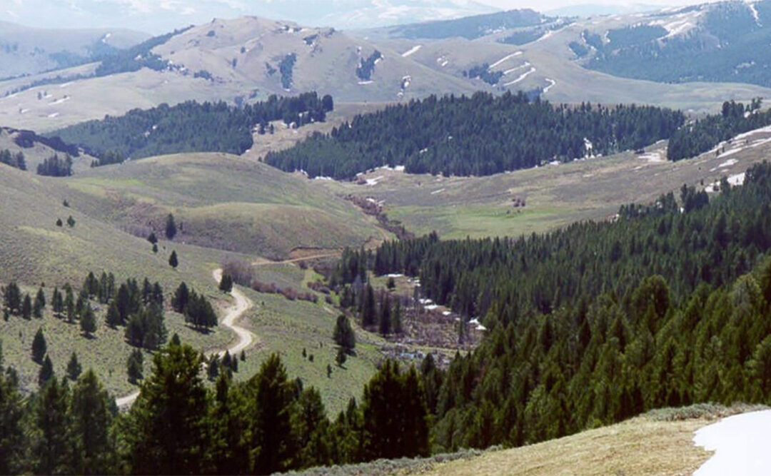 Alliance files lawsuit to protect grizzlies, lynx, and sage grouse on the Continental Divide