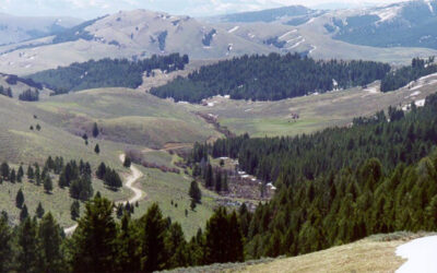 Alliance files lawsuit to protect grizzlies, lynx, and sage grouse on the Continental Divide