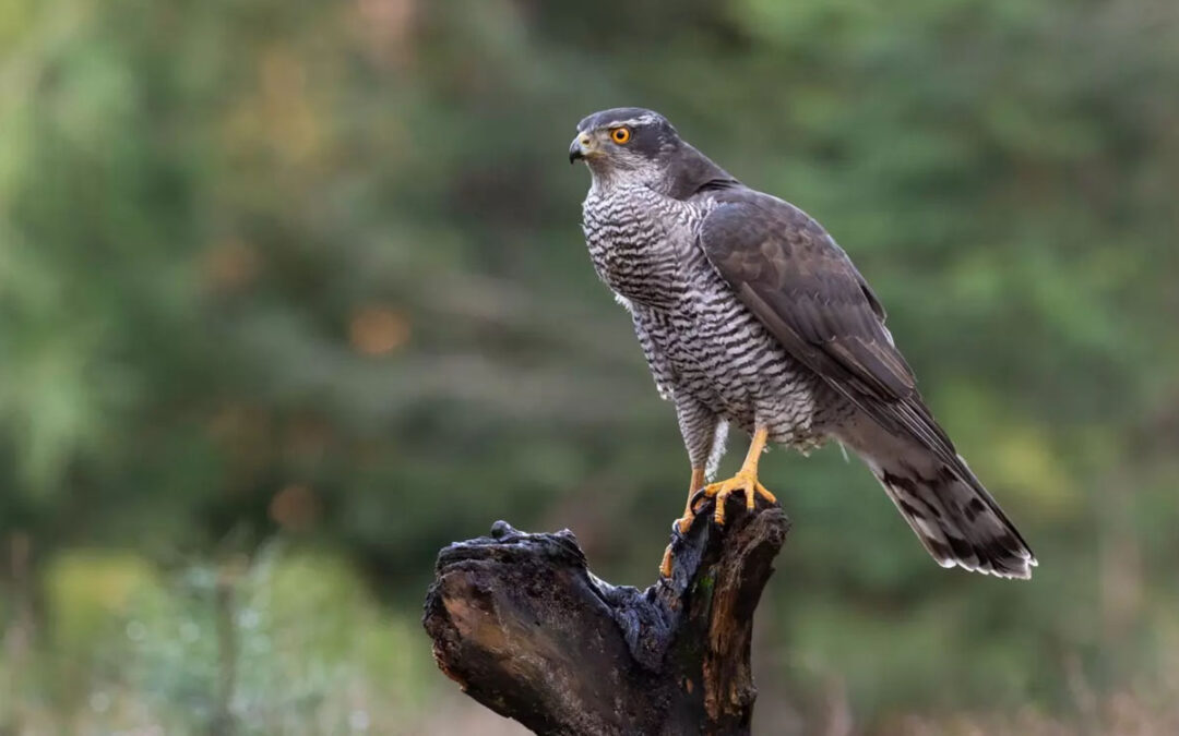 Lawsuit Challenges Logging and Burning Project in the Pine Valley Ranger District of the Dixie National Forest