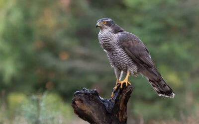 Lawsuit Challenges Logging and Burning Project in the Pine Valley Ranger District of the Dixie National Forest