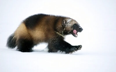 Wolverines can’t wait: Government must designate Critical Habitat to stave off extinction