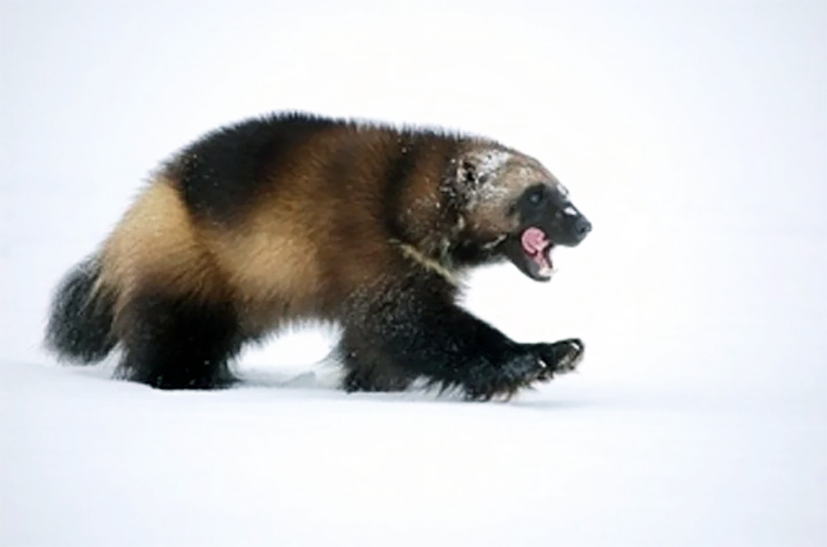 Wolverines can't wait: Government must designate Critical Habitat to ...