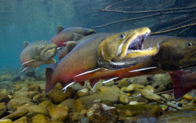 Forest Service Logging and Burning Will Cook Bull Trout to Extinction in the Jarbidge River