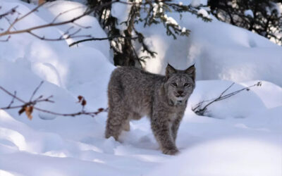 Conservationists sue the Forest Service to stop Cooke City deforestation project on the border of Yellowstone National Park