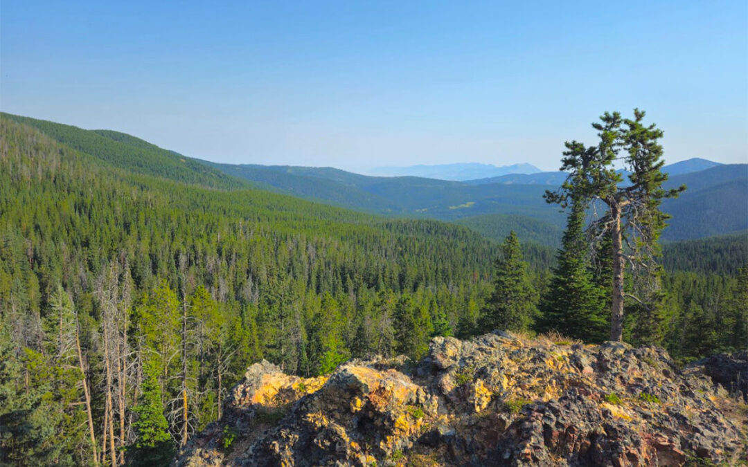 Alliance Files Lawsuit to Stop Forest Service’s Hyalite-South Cottonwood Old Growth Logging Project In Most Popular National Forest Recreation Area in Montana