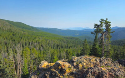 Alliance Files Lawsuit to Stop Forest Service’s Hyalite-South Cottonwood Old Growth Logging Project In Most Popular National Forest Recreation Area in Montana