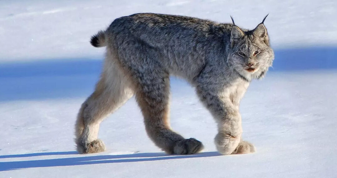 Federal Judge halts huge Forest Service clearcutting project West of Whitefish, Montana