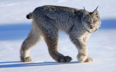 Federal Judge halts huge Forest Service clearcutting project West of Whitefish, Montana