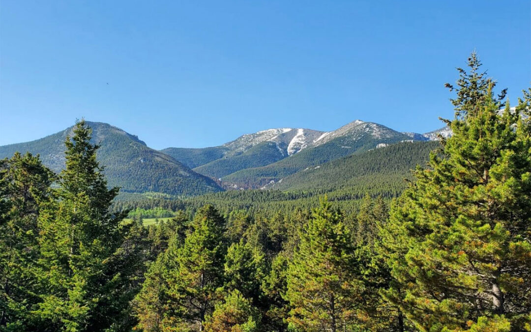 Alliance for the Wild Rockies Challenge Red Lodge Area Logging Project Again