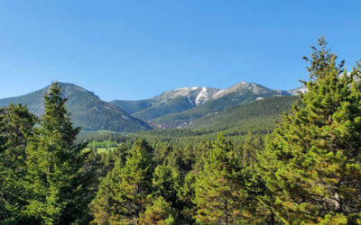 Alliance for the Wild Rockies Challenge Red Lodge Area Logging Project Again