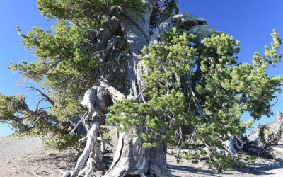 Forest Service Withdraws Cooke City Deforestation Project on Border of Yellowstone National Park After Being Sued by Conservation Groups