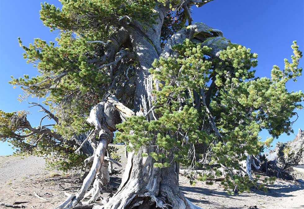 Forest Service Withdraws Cooke City Deforestation Project on Border of Yellowstone National Park After Being Sued by Conservation Groups