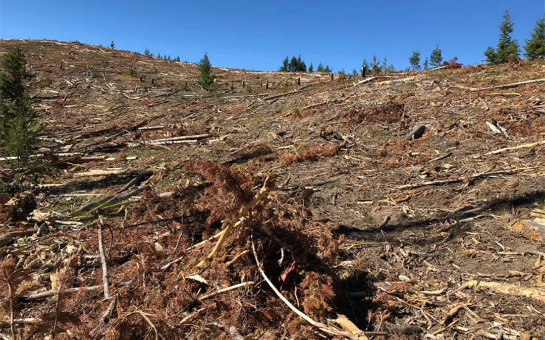 Forest Service clearcutting and intentional burning is killing, not saving, our National Forests