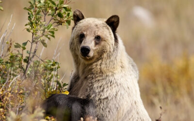 Forest Service attempts to illegally shrink “secure habitat” in huge deforestation project spurring lawsuit to protect grizzly bears
